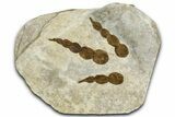 Dinosaur (Grallator) Track - Negative Impression #366845-1